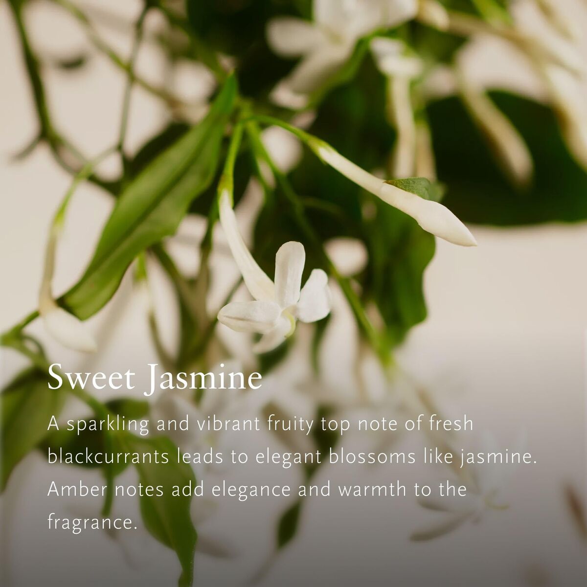 Luchtverfrisser Rituals Private Collection | KORAMI